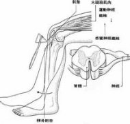 肌肉萎缩有什么危害？