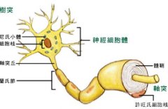 末梢神经炎的症状有哪些？